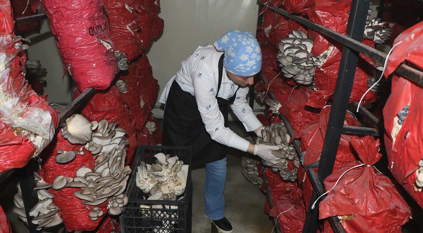 Kadin Girisimci Mantar 4