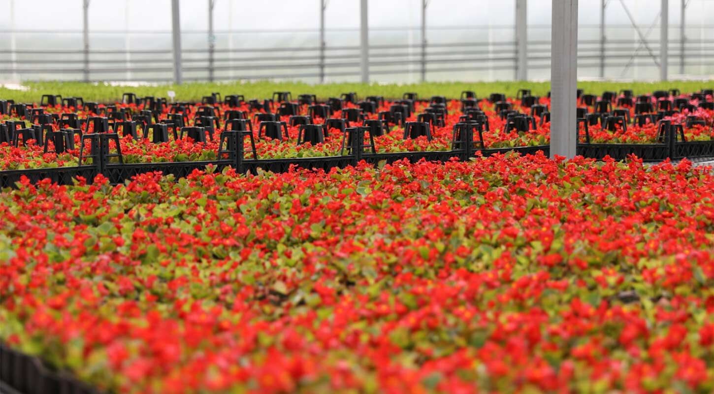 Kati Atik Cicek Samsun 1