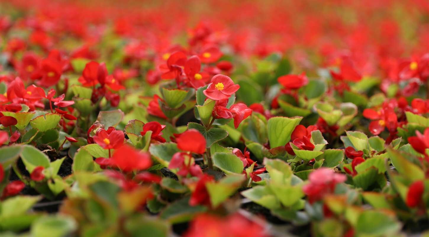 Kati Atik Cicek Samsun 2