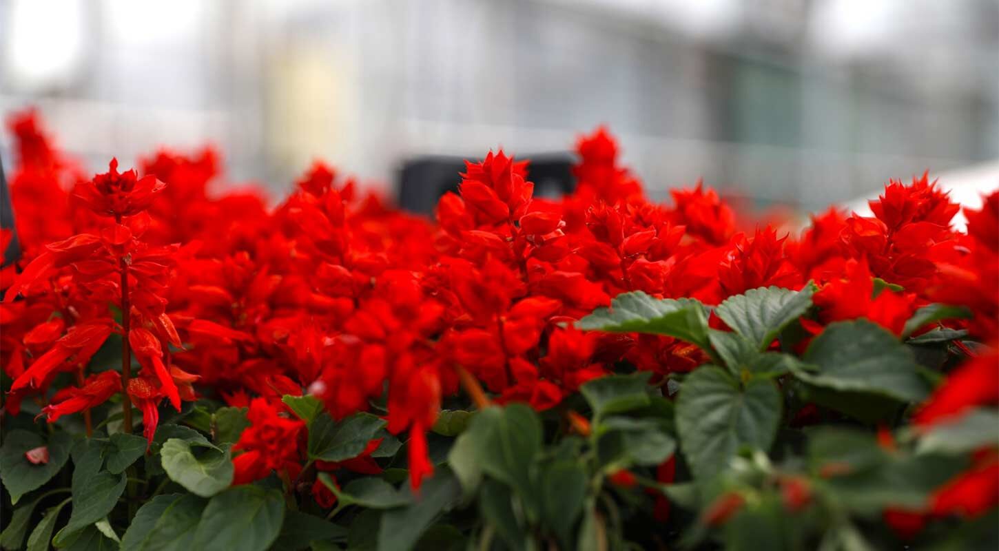 Kati Atik Cicek Samsun 3