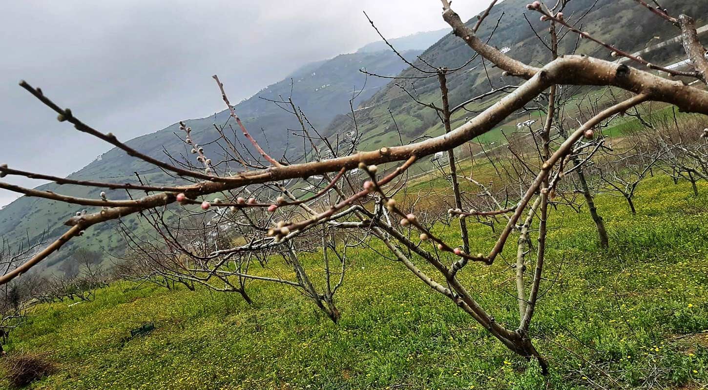 Tarim Ilaclama Zamani 1