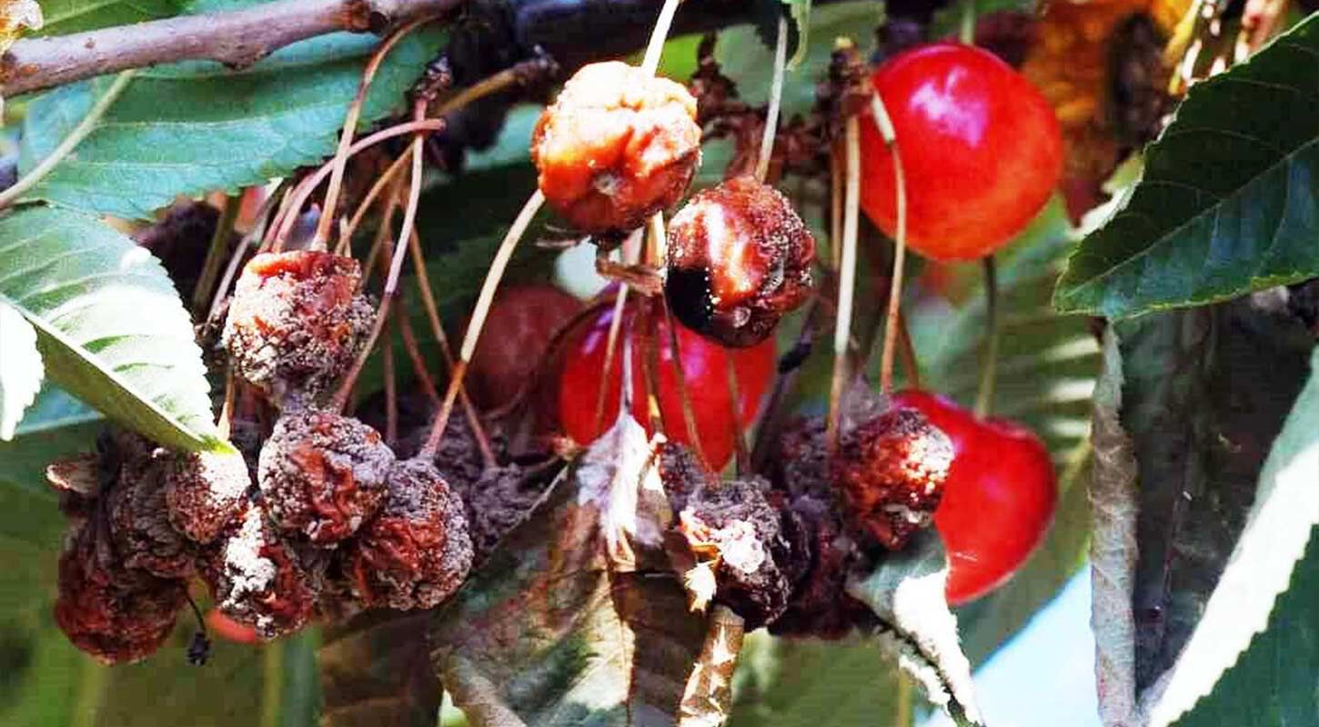 Tarim Ilaclama Zamani 2