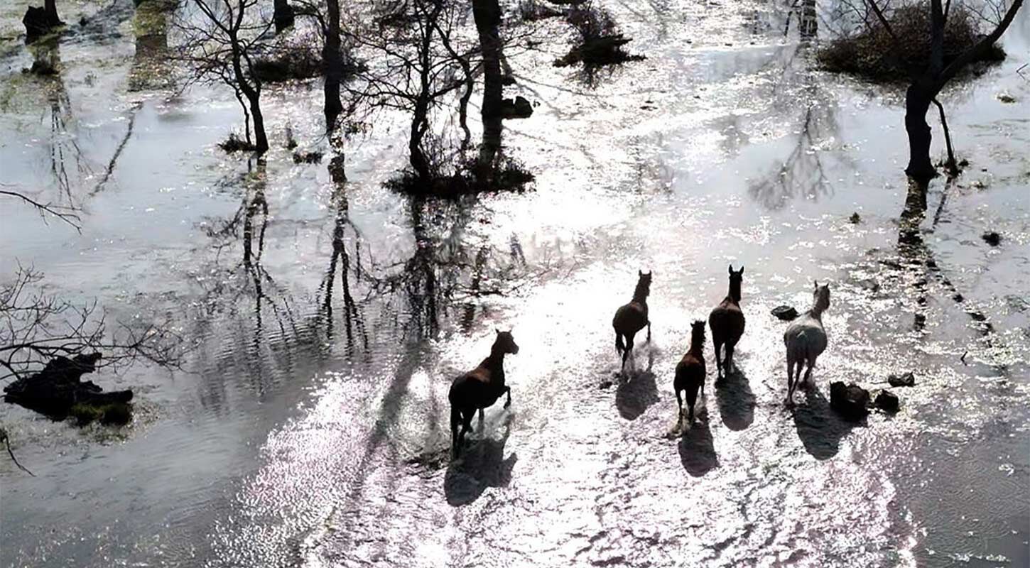 Yilki Atlari Drone Kizilirmak Deltasi 1