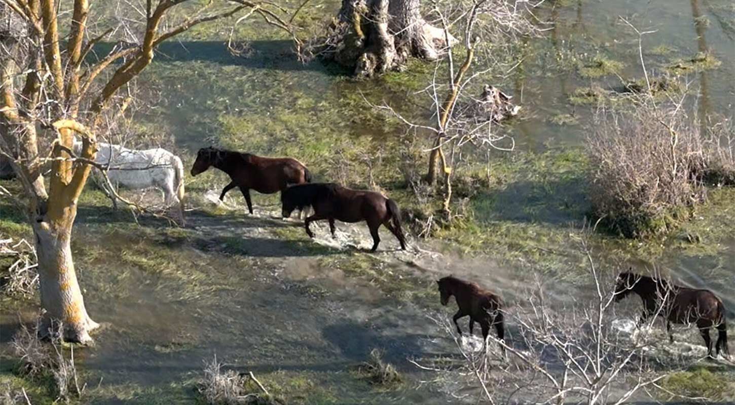 Yilki Atlari Drone Kizilirmak Deltasi 2