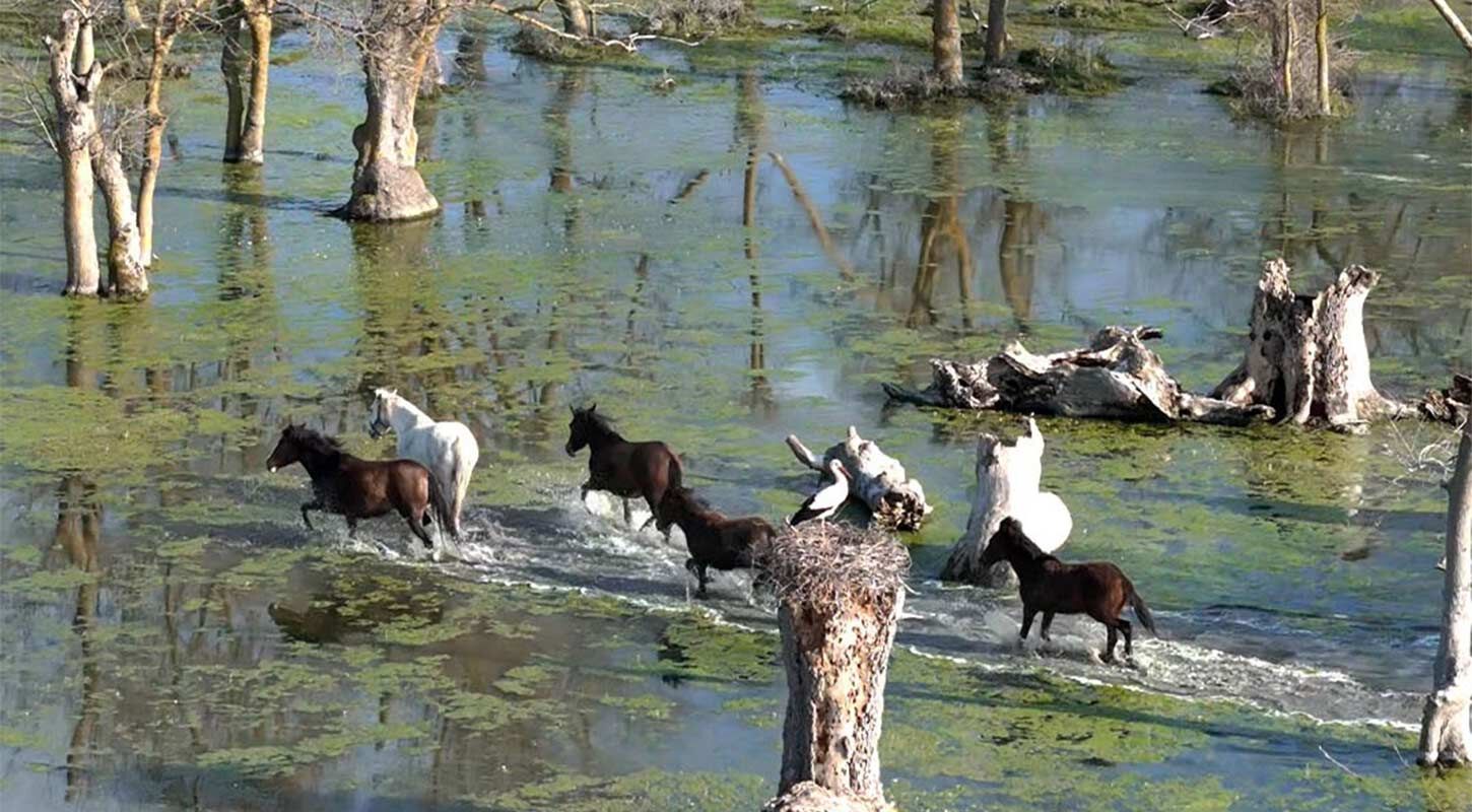 Yilki Atlari Drone Kizilirmak Deltasi 3