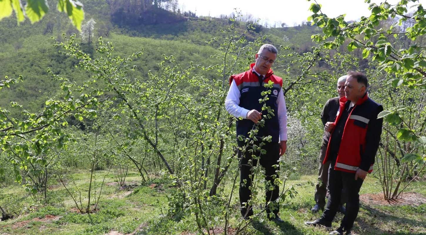 Samsun Findik Ornek Bahce 1