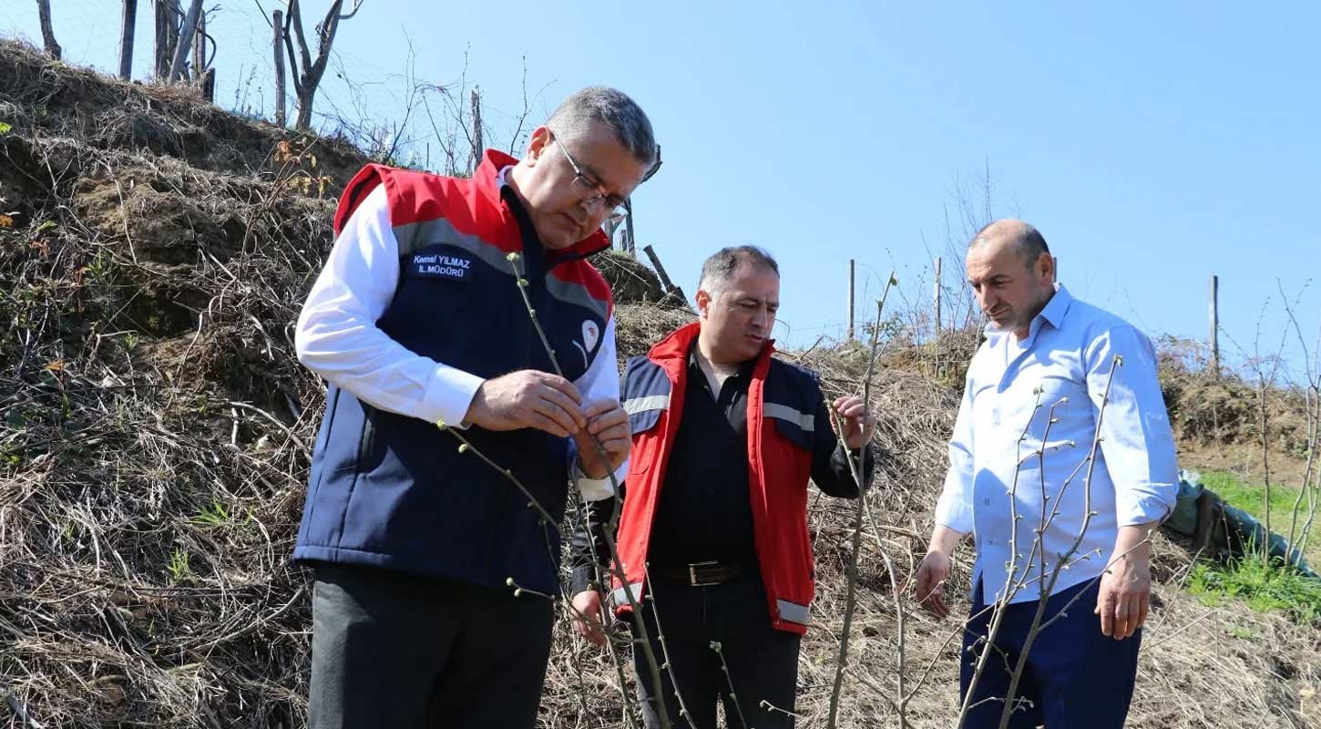 Samsun Findik Ornek Bahce 2