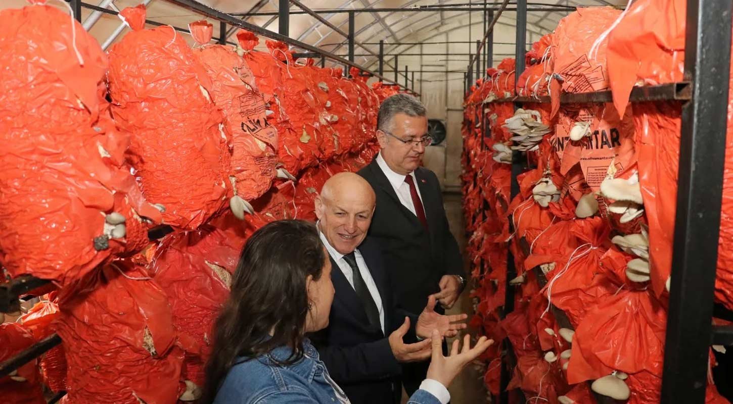 Terme Mantar Hamburger 3