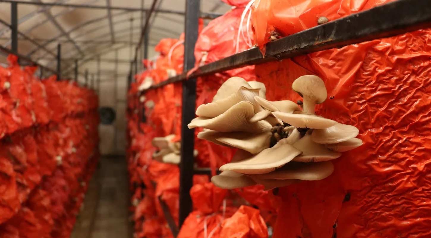 Terme Mantar Hamburger 4