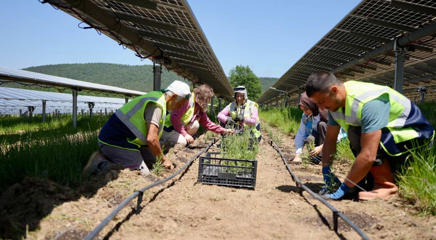 Ladikte Tarim Ve Enerji Ayni Arazide Bulustu 2