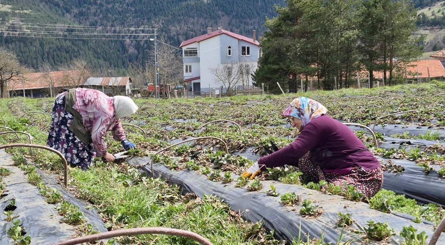 Samsunda Tarima Destekler Artarak Devam Ediyor 4