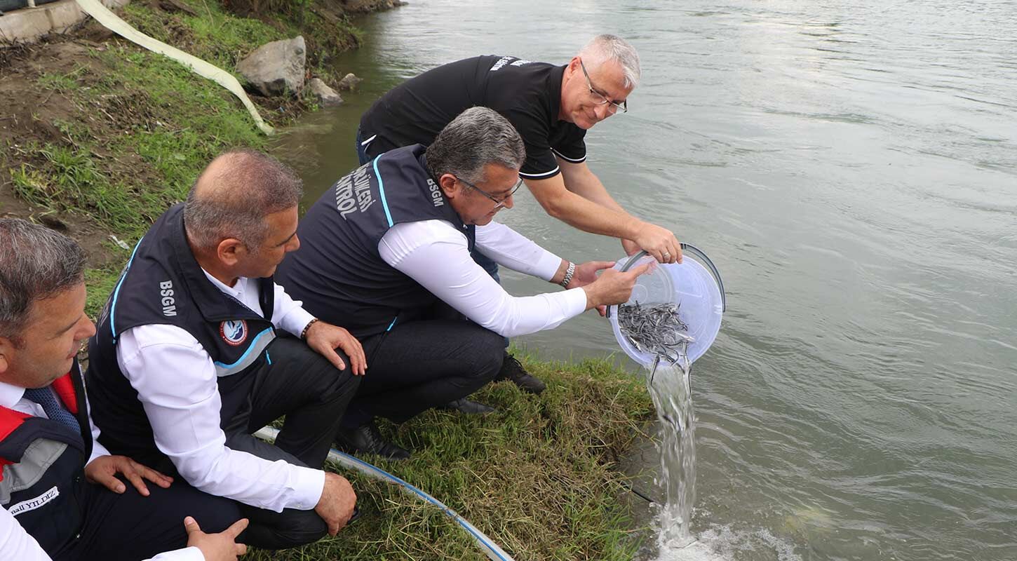 Yesilirmaka 30 Bin Mersin Baligi Yavrusu Birakildi 5