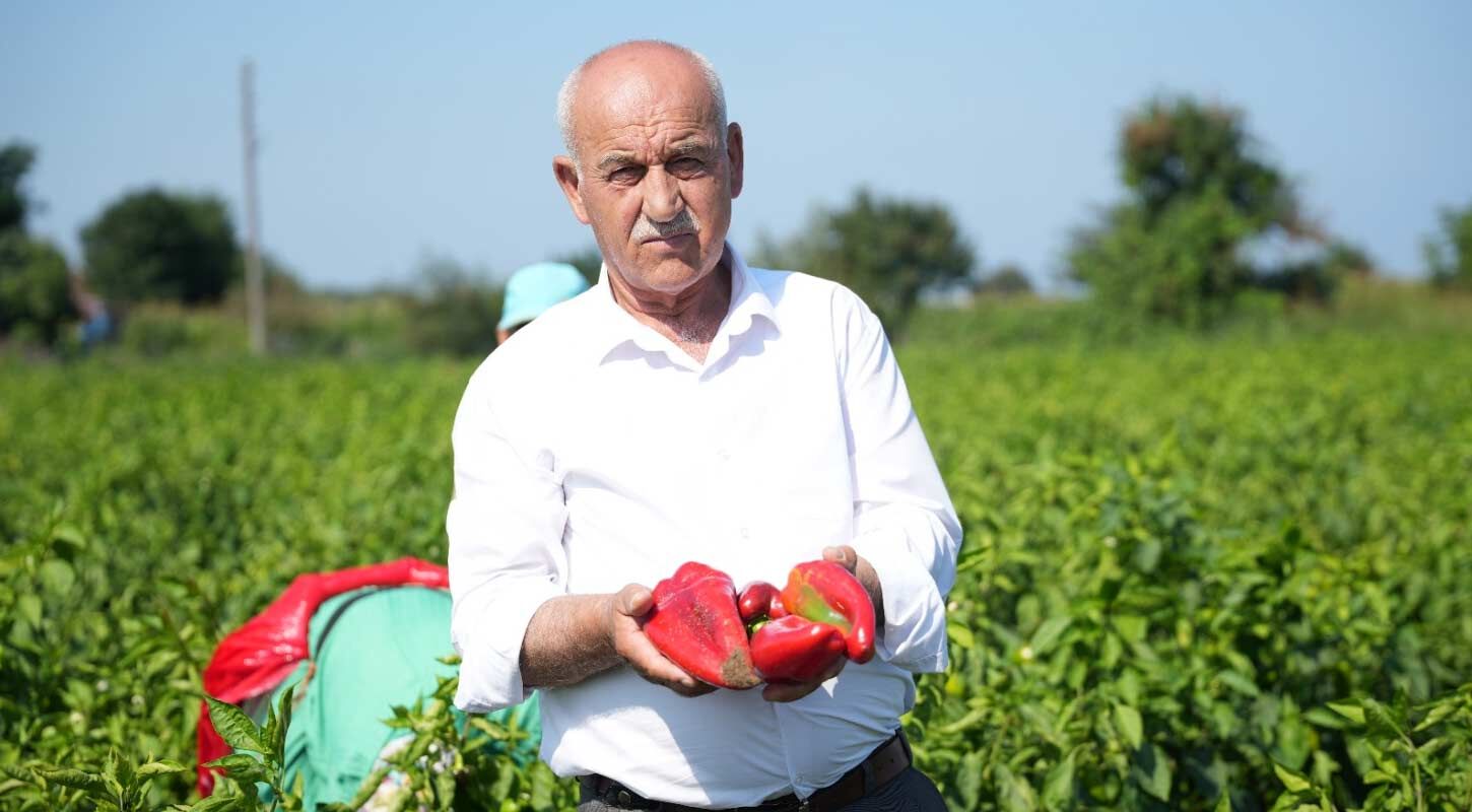 Bafrada Kapya Biber Uretimi Yuzde 30 Azaldi 2