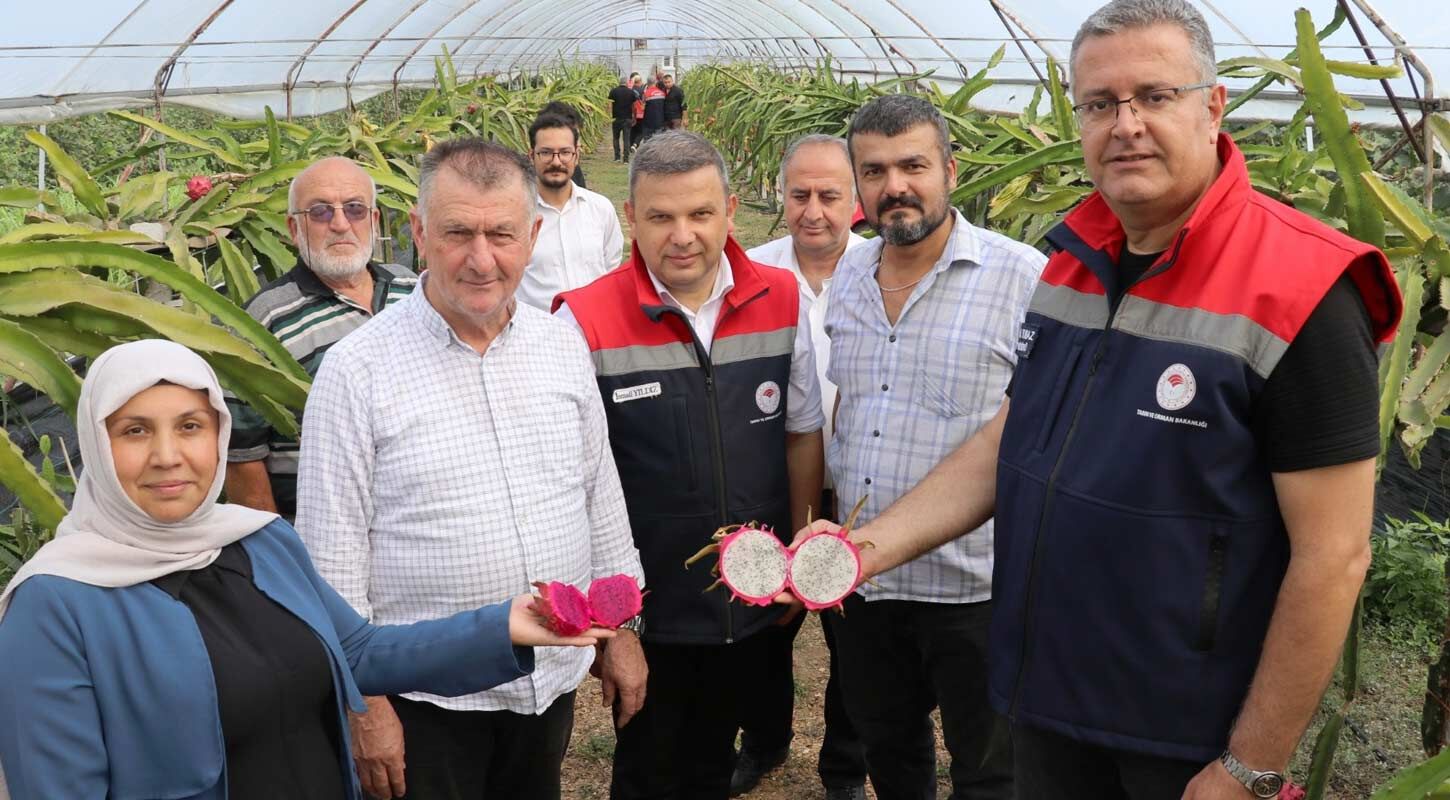 Carsambada Ejder Meyvesi Ureticisi 1 Ton Urun Bekliyor 1-1
