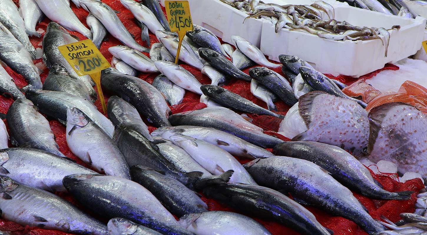 Deniz Palamut Fiskiriyor Tanesi 150 Lira 2