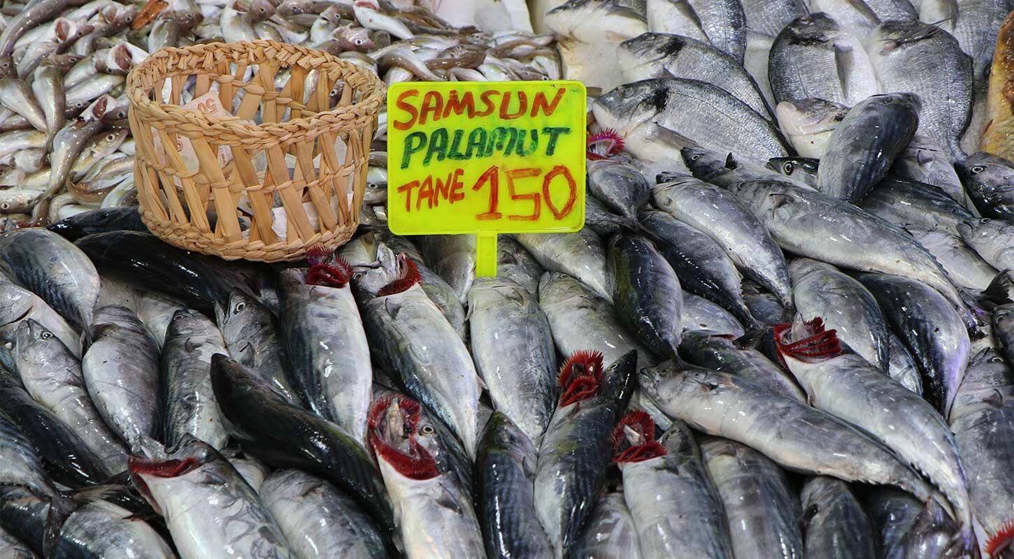 Deniz Palamut Fiskiriyor Tanesi 150 Lira 3