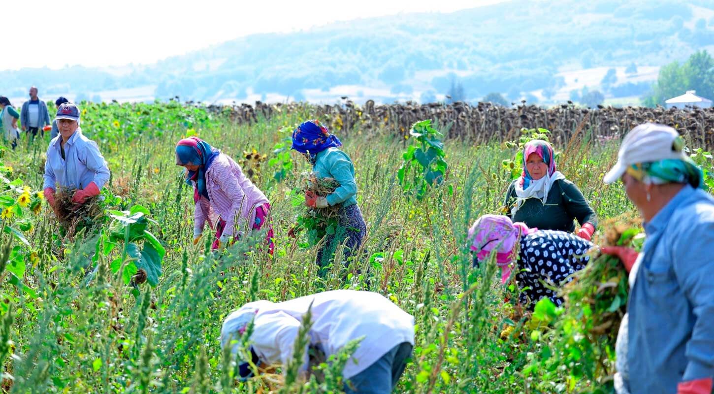 Samsun Alim Garantili Ladik Fasulyesi Hasadi Basladi 3
